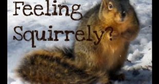 Getting Squirrely