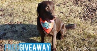 Giveaway: Dog Bandana, Leash & Collar Pack from Heads Up for Tails ($40+)