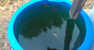 Goldfish eating dog food and lovin it! And the story of little Gorbachevs near death experience