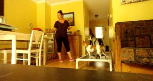 Good Doggy! Teaching Blue place command with e collar