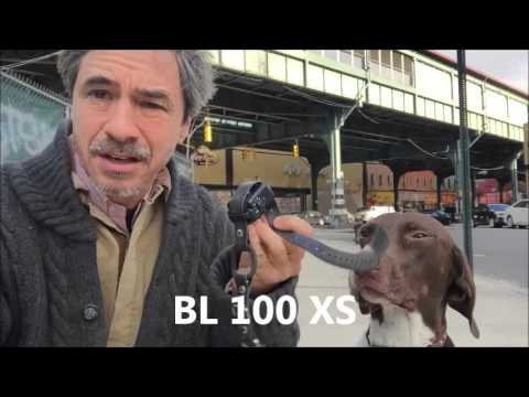 Good No Bark Collar for Dog that whines