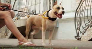 Gorgeous Amstaff Showing Off Water Proof Nylon Dog Collar with Handle