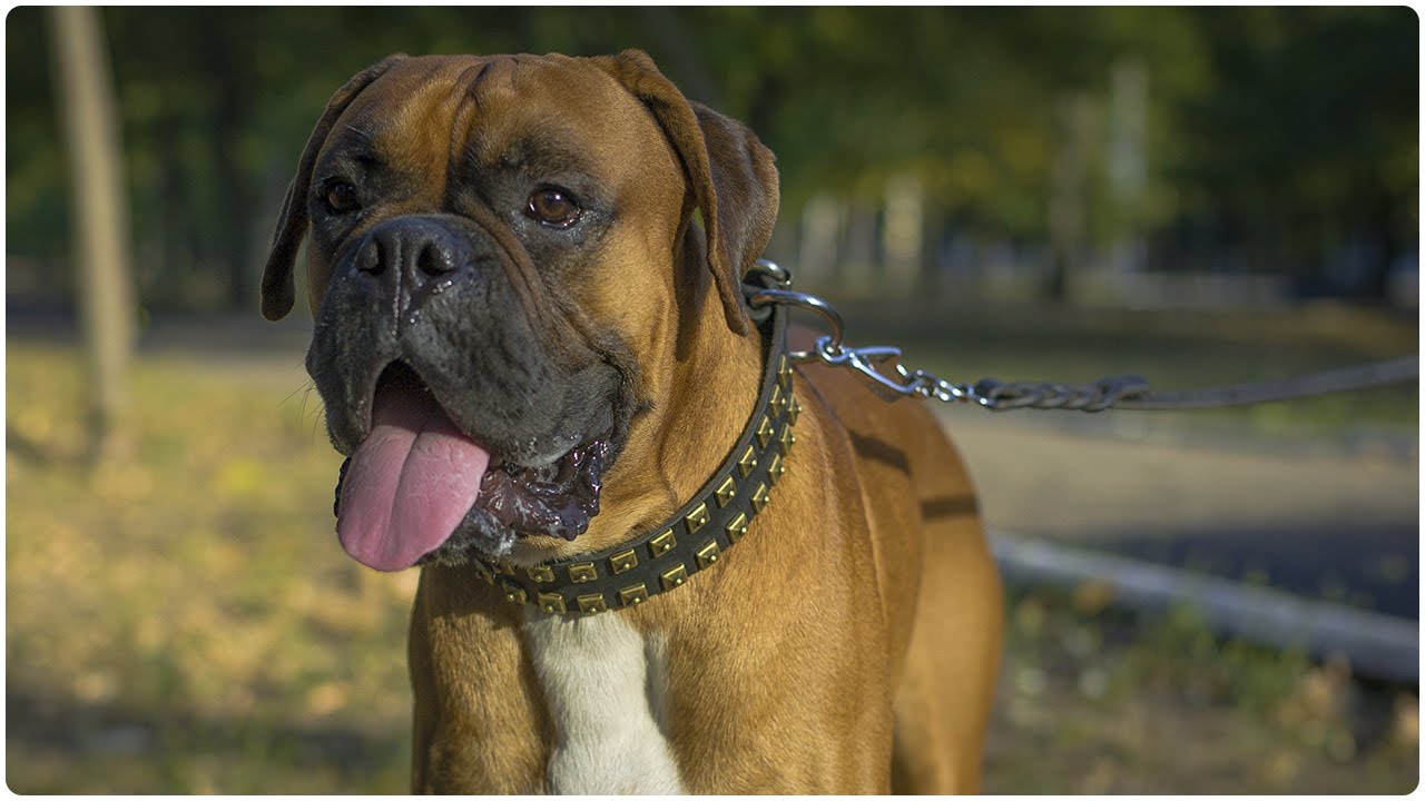 Gorgeous Boxer in Leather Dog Collar with Caterpillar Studs – “Gift from Egypt”