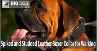 Gorgeous Boxer Presenting Spiked and Studded Leather Dog Collar for Walking