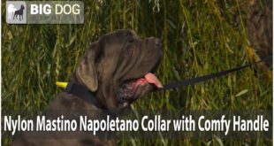 Gorgeous Mastino Napoletano Presents Water Proof Nylon Dog Collar with Handle