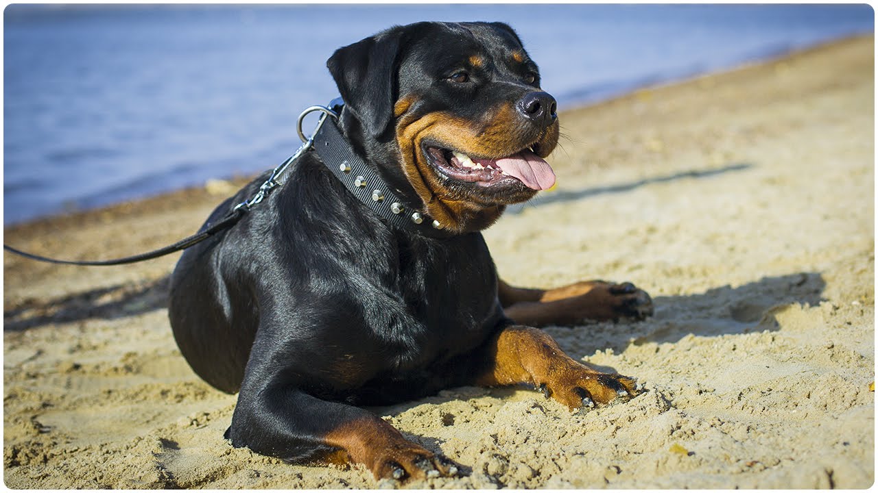 Gorgeous Rottweiler on the beach wearing “Fashion Studs” Nylon Dog Collar
