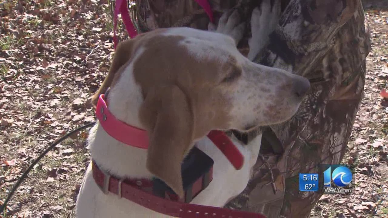 GPS dog collar stolen