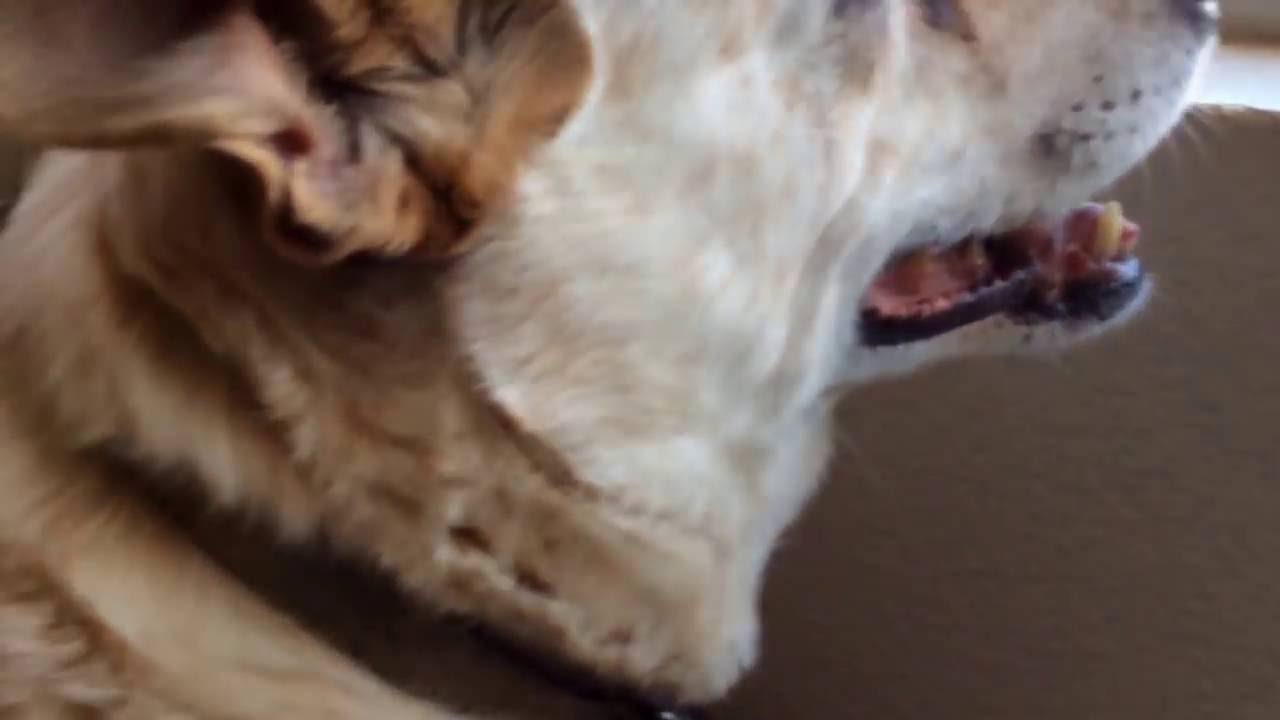 Grandma Lisa’s dog Ike/mini house tour LOL