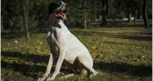 Great Dane on the walk with her Fancy Leather Dog Collar on – Vintage Gem Collar