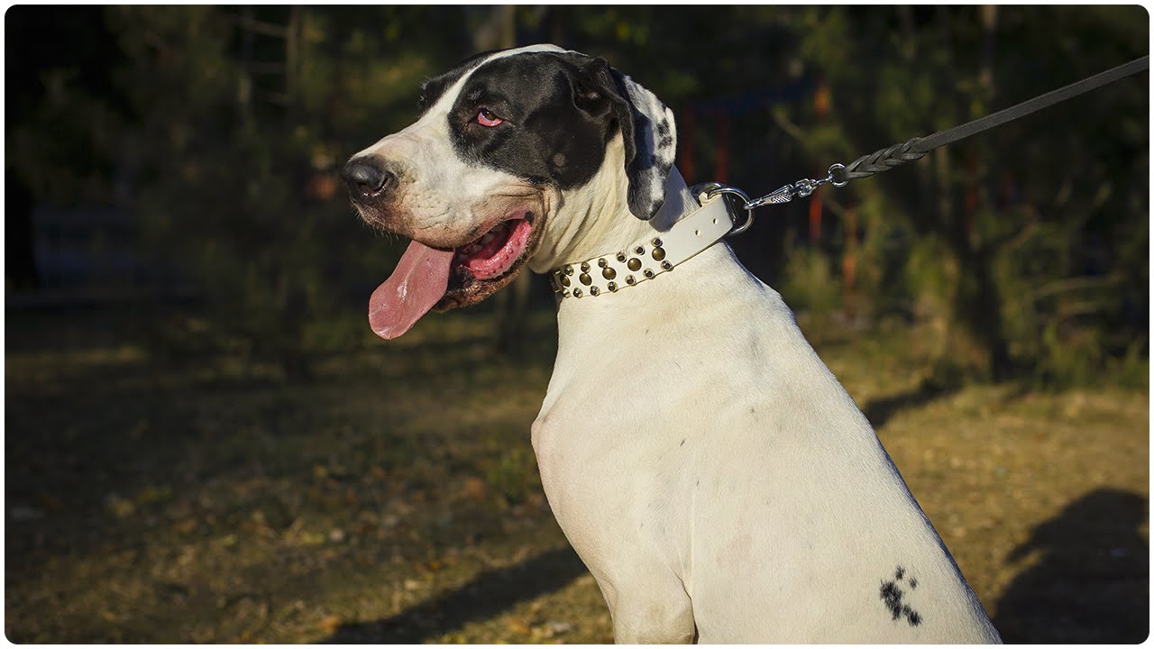 Great Dane Walking in Studded White Leather Dog Collar