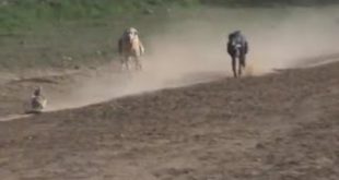 Greyhound Dog Racing Vs Rabbit / Khargosh ka Shikar   2016