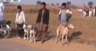 Greyhound Dog  Vs Rabbit Racing/ Khargosh Ka Shikar Parhal 2106