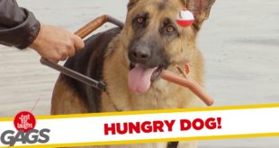 Guide Dog Betrays Blind Man for Food Prank! – Throwback Thursday