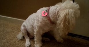 Guilty Dog Ate Cat Food