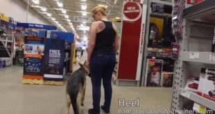 Hampton Roads Best Dog Trainers!  German Shepherd “Willow” Transformation