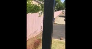Hearing large dog from my house