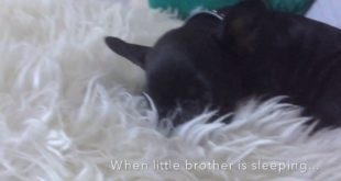 HILARIOUS dog hides his food