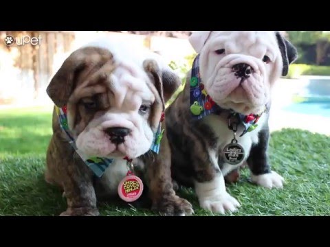 Hipster Dog Collar (DIY)