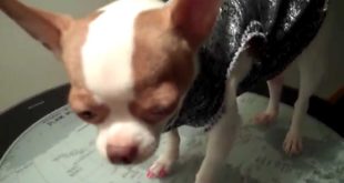 HOTWEAR  DOG TOP MODEL -TOP FASHION DESIGNER CLOTHES