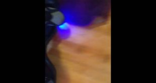 House tour dog and hover board