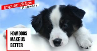How Dogs Make Us Better