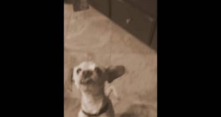 How my dog reacts when he wants food?????