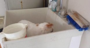 How to bathe small dogs