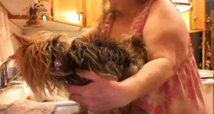 How to brush a small dogs teeth