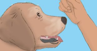 How to Care for a Pregnant Chihuahua