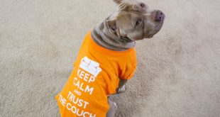 How to make a dog shirt out of a t shirt