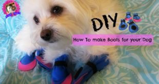 How to make boots for dogs, DIY, NO SEWING, Coton de tulear I Lorentix