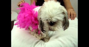 How to Make Easy Pink Dog Clothes DIY – CUTE Tutu Chihuahua Ballerina Dresses