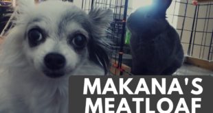 How to make healthy homemade dog food – Makana Meatloaf