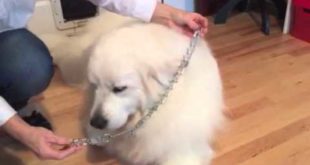 How To Put A Prong Collar On A Dog