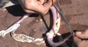how to skin a snake that bit my dog, DIY