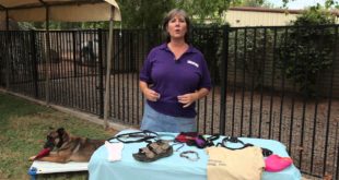 How to Stop a Dog From Chewing Your Clothes : Dog Training That Works