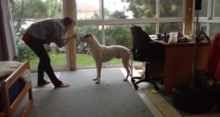 How to teach your deaf dog to leave food that they are eating!