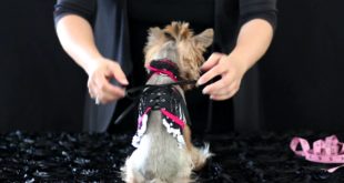 How to Wear New Dog Clothing Design “Chloe’s Corset Couture”