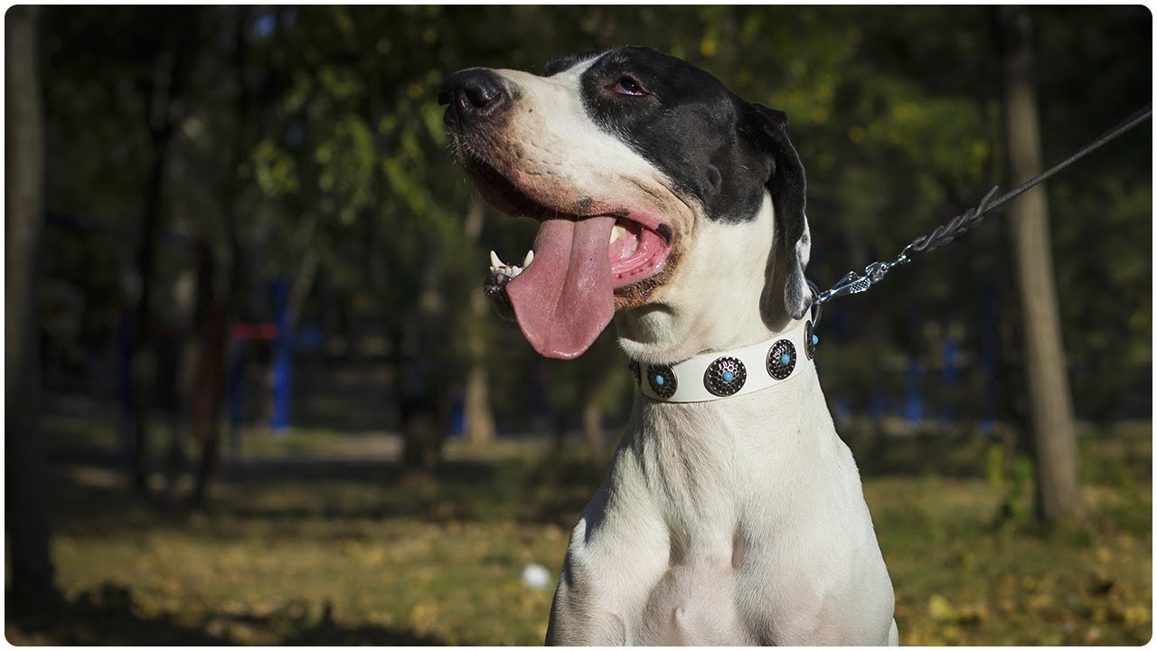 Huge and sweet Great Dane on the walk