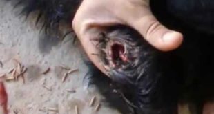 Hundreds of Mangoworms in one hole   mangoworms being removed dogs   YouTube