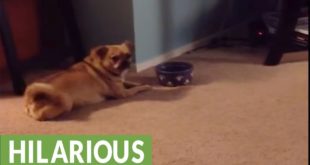 Hungry dog demands food in most adorable way possible