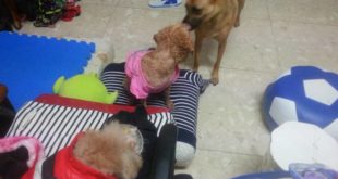 Hunking is good with small dogs