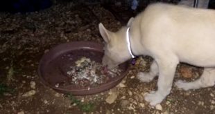 Husky doesn’t eat dry dog food