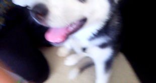 HUSKY DOG/ Auntys House P