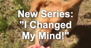 I Changed My Mind (Ep 1): Are Small Dogs Real Dogs?