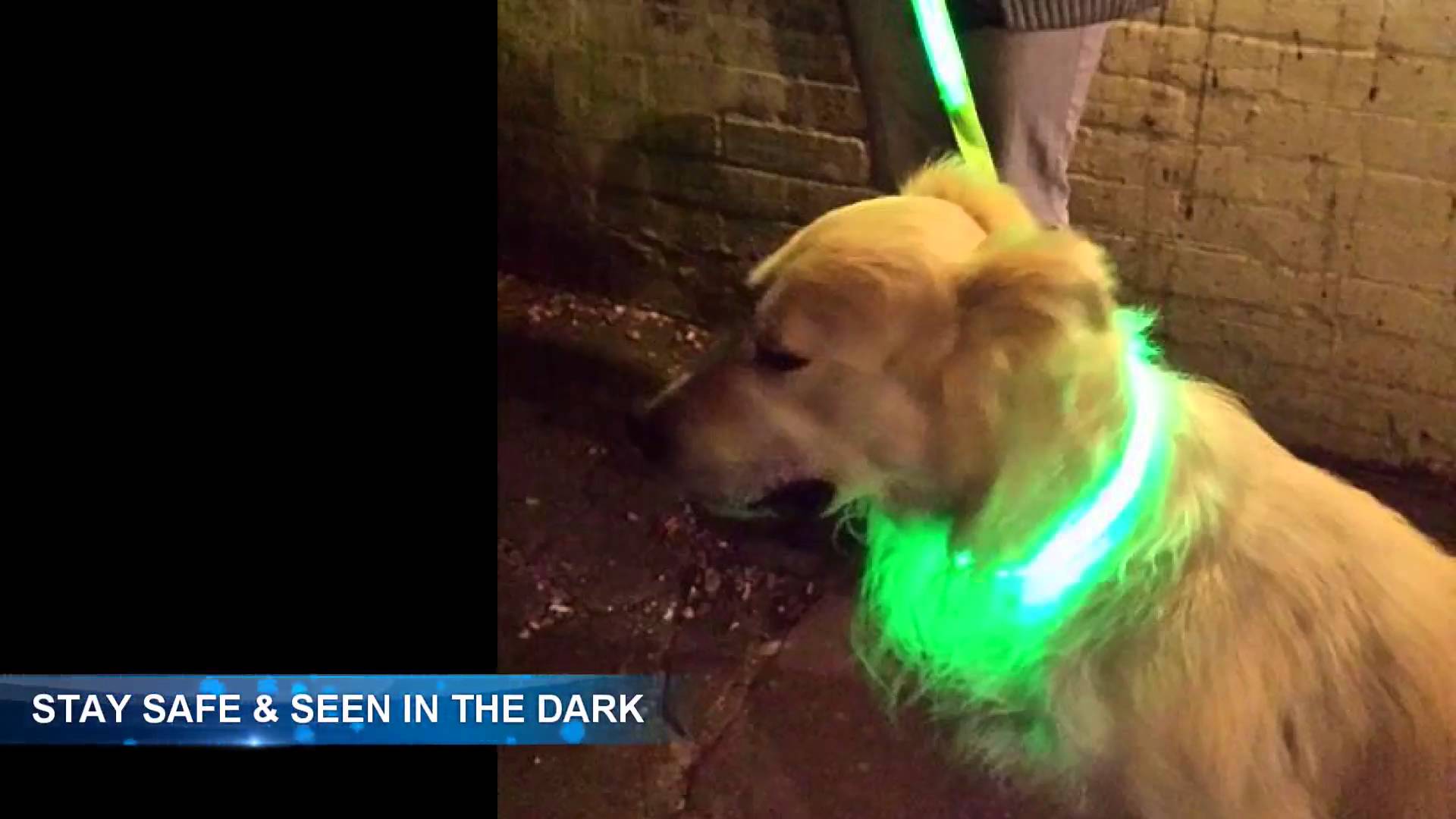 Illumiseen LED Dog Collar Review