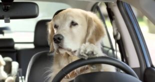 In the Dog House (2014) Family Movie