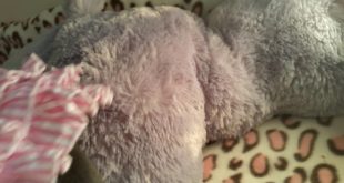 Infected, impact Anal Gland – Chi Yum Yum
