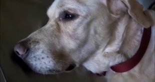 INTESTINAL FOREIGN BODIES IN DOGS