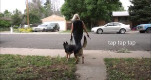 Introduction to the Electronic Collar